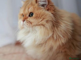 British Shorthair cats TICA golden British Longhair queen for sale - Advert 1