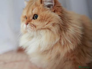 British Shorthair cats TICA golden British Longhair queen for sale - Advert 14