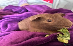 Guinea Pig rodents for sale: One guinea pig for rehoming  - Image 5