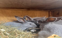 Rex rabbits for sale: Standard and mini Rex  - Image 4