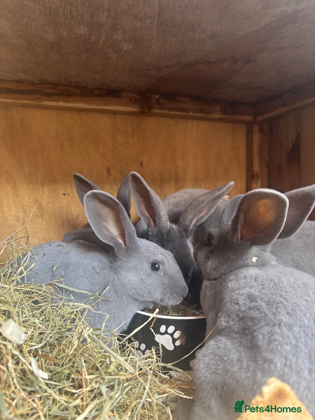 Rex rabbits for sale: Standard and mini Rex  - Image 4