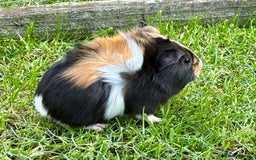 Guinea Pig rodents for sale: Baby Guinea Pigs for sale  - Image 8