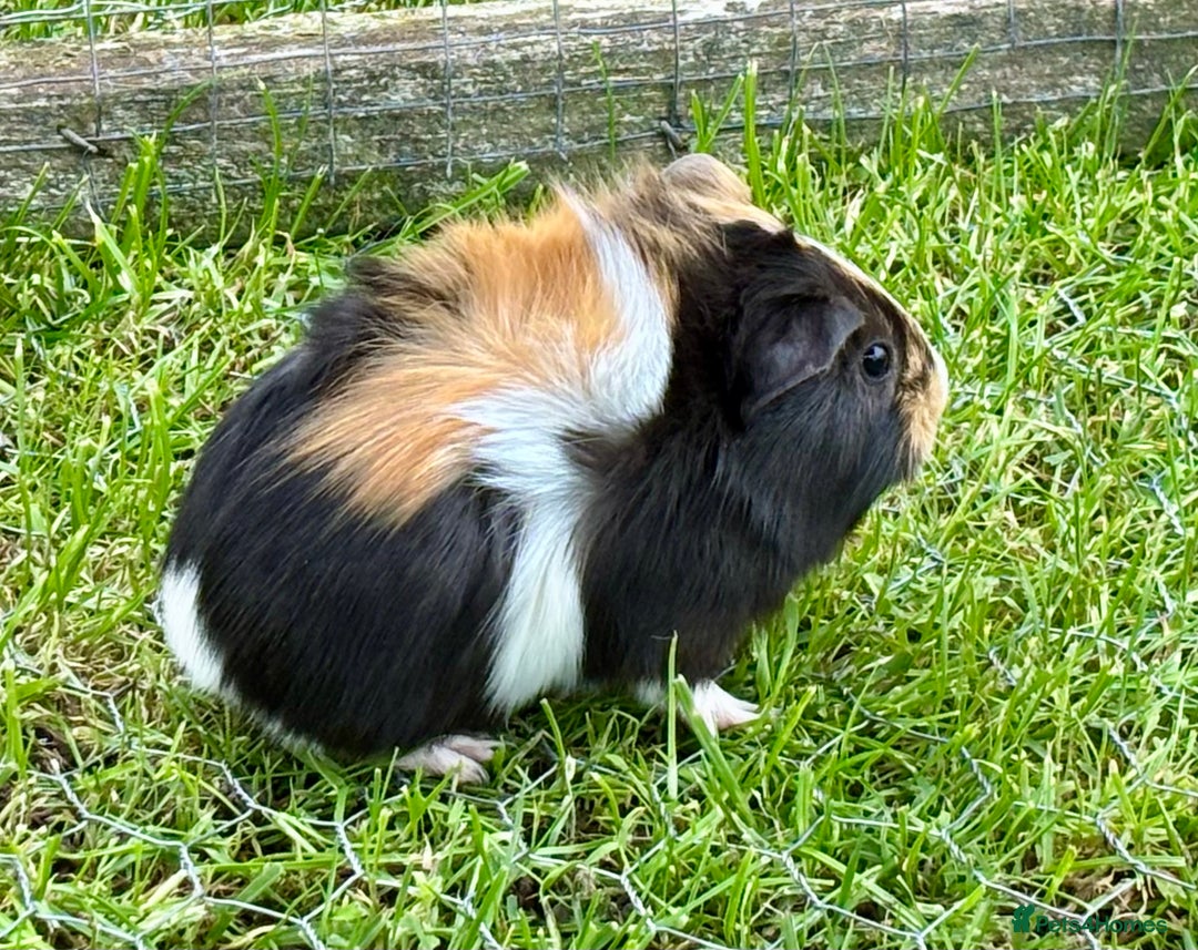 Guinea Pig rodents for sale: Baby Guinea Pigs for sale  - Image 8