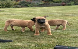 Belgian Shepherd Dog dogs for sale: KC registered Belgian Malinois Puppies - Image 8