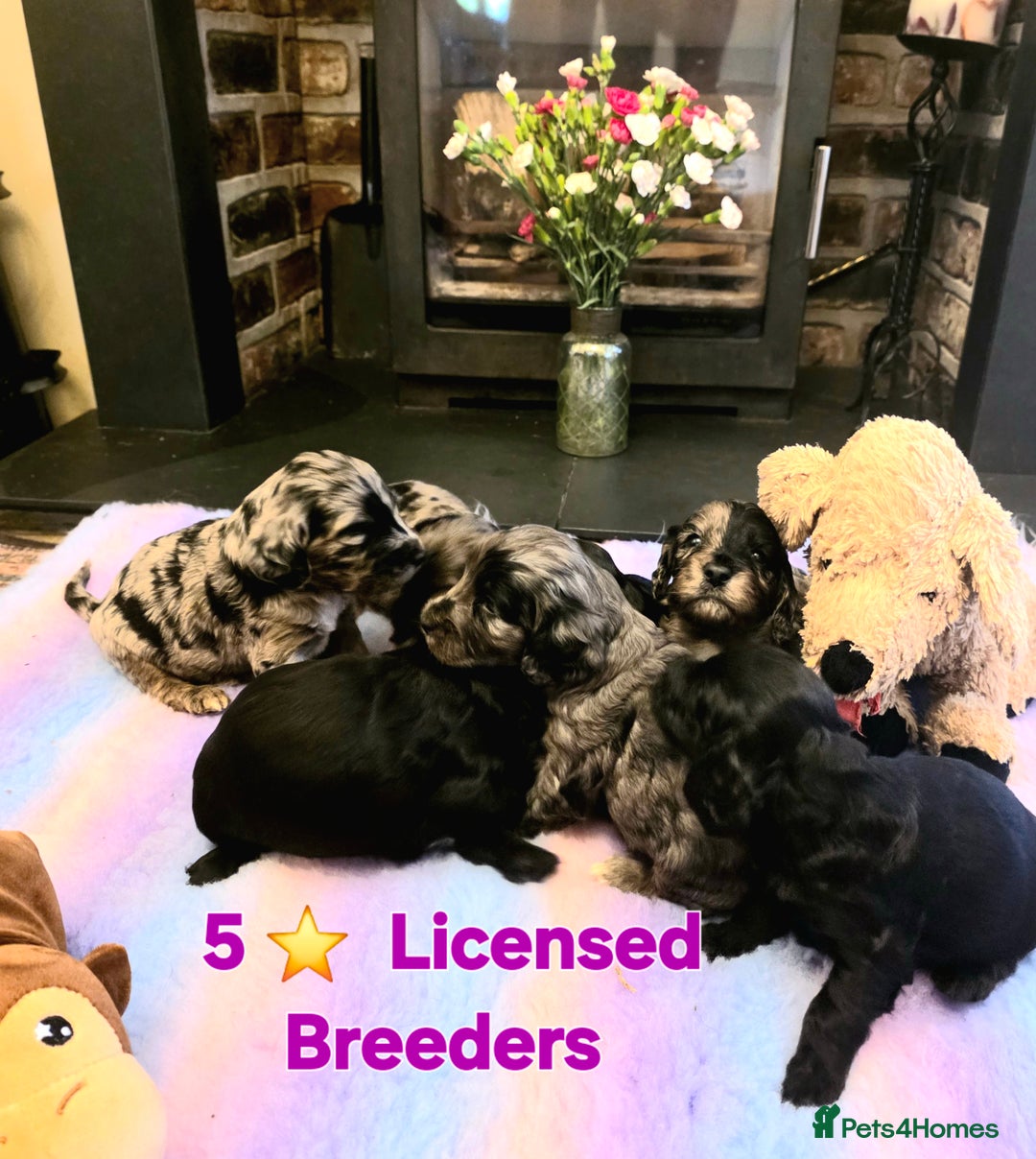 Cockapoo dogs for sale: Gorgeous Cockerpoo Puppies  - Image 1