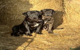 Cane Corso dogs for sale: Top quality  - Image 17