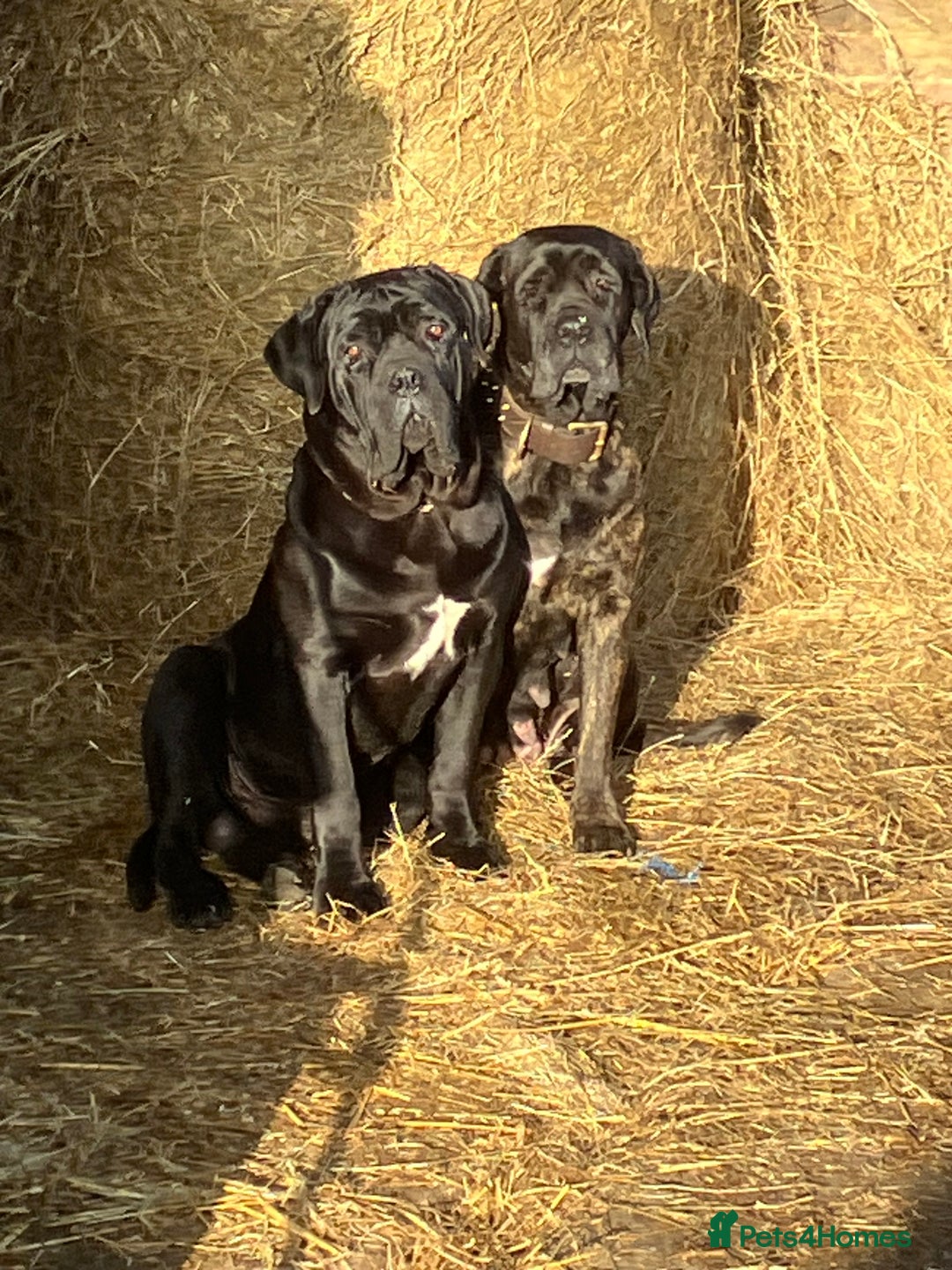 Cane Corso dogs for sale: Top quality  - Image 17