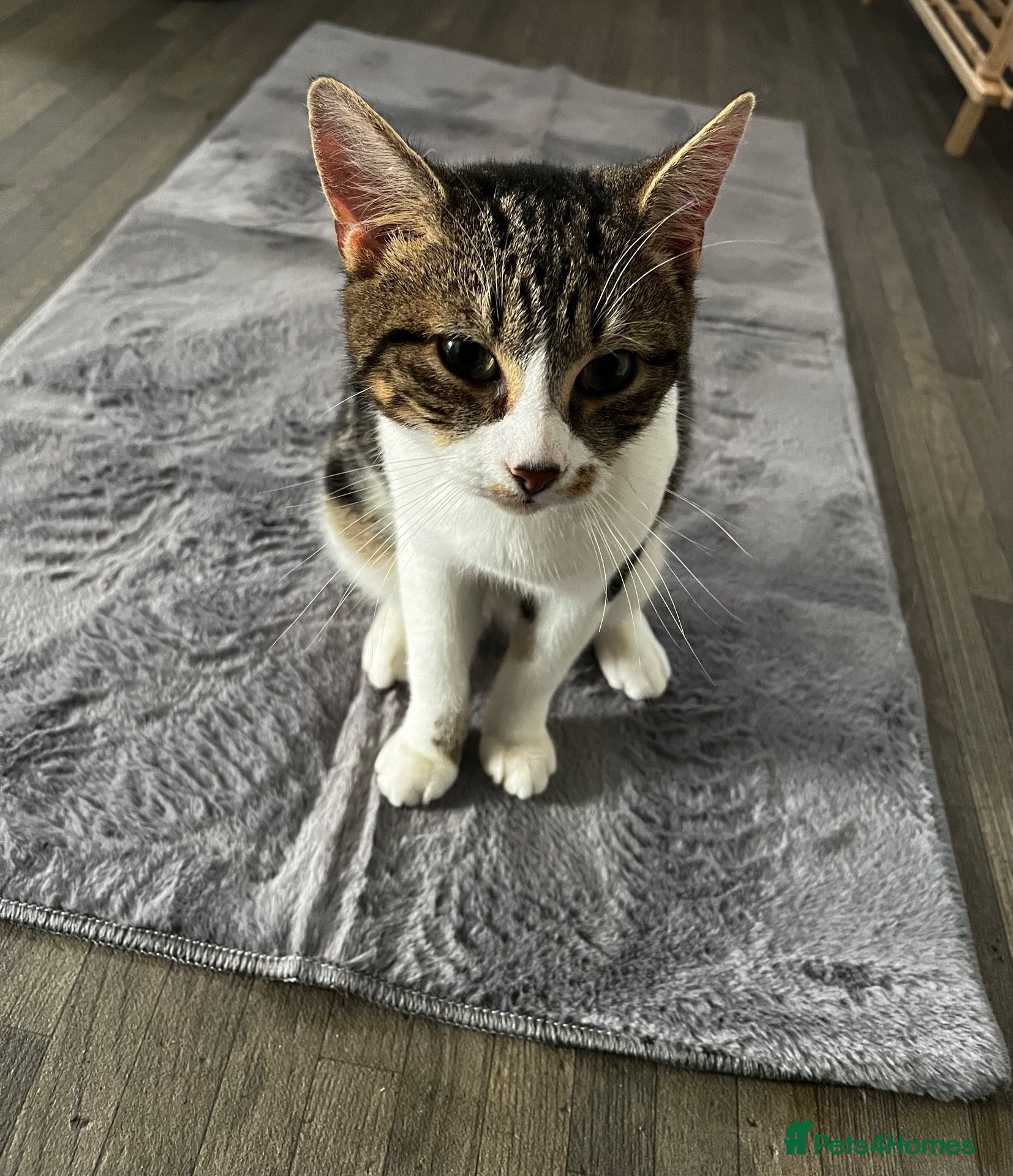 Mixed Breed cats To male cats for rehoming £20  - Advert 14