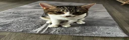 Mixed Breed cats for sale: To male cats for rehoming £20  - Advert 1