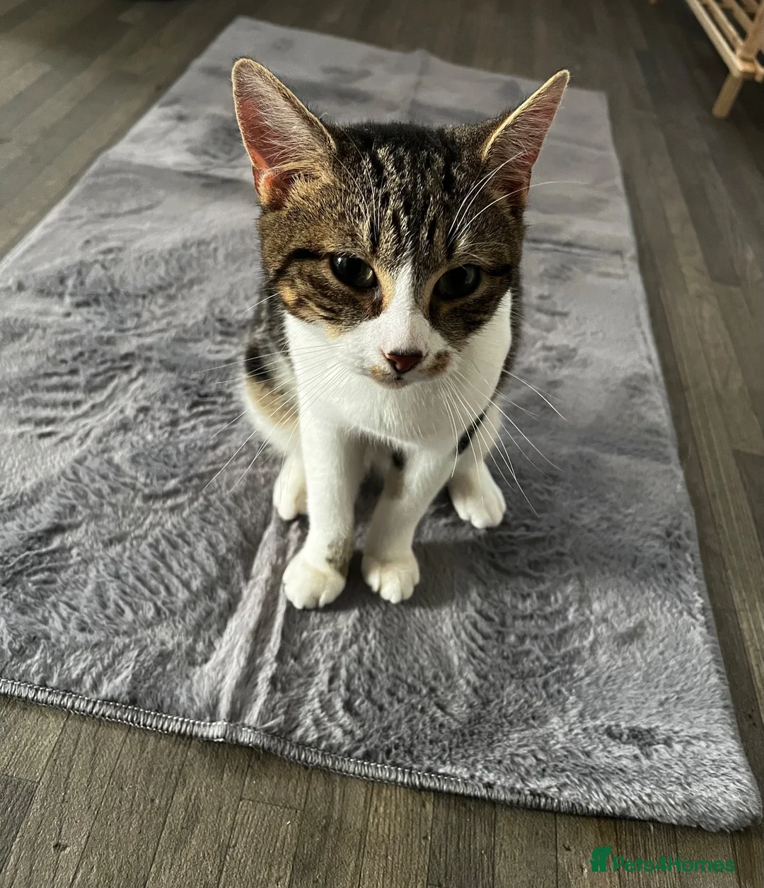 Mixed Breed cats for sale: To male cats for rehoming £20  - Advert 1