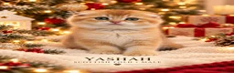 Scottish Fold cats for sale: Beautiful Scottish Boys Looking for Loving Homes - Advert 4