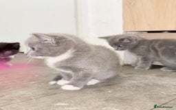Russian Blue cats for sale: Kitchens  - Image 7