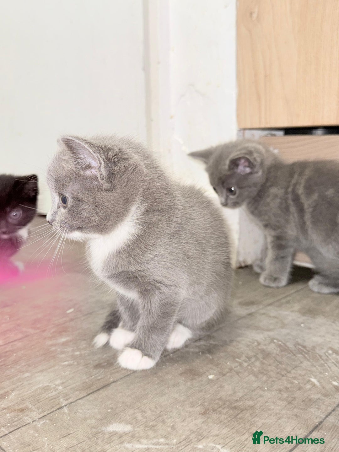 Russian Blue cats for sale: Kitchens  - Image 7