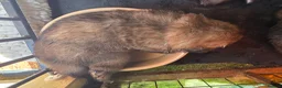 Leonberger dogs for sale: Leonberger Pups in Cranleigh - Advert 3