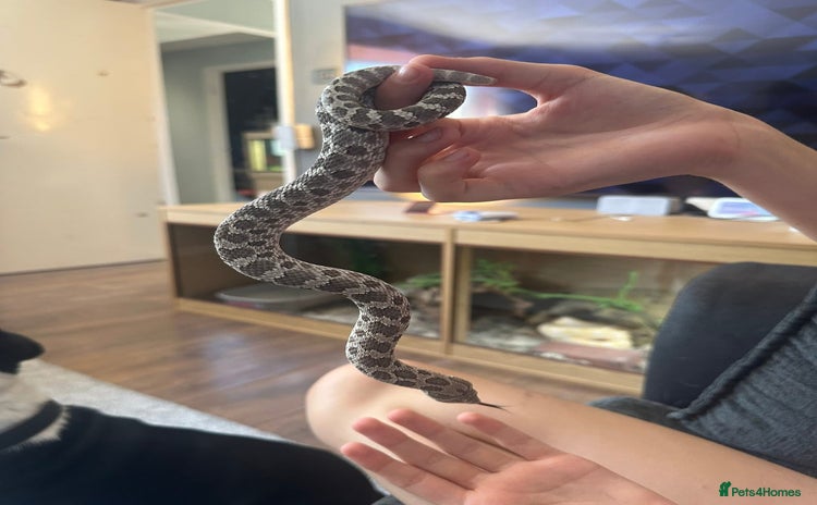 Snake reptiles - Advert 15