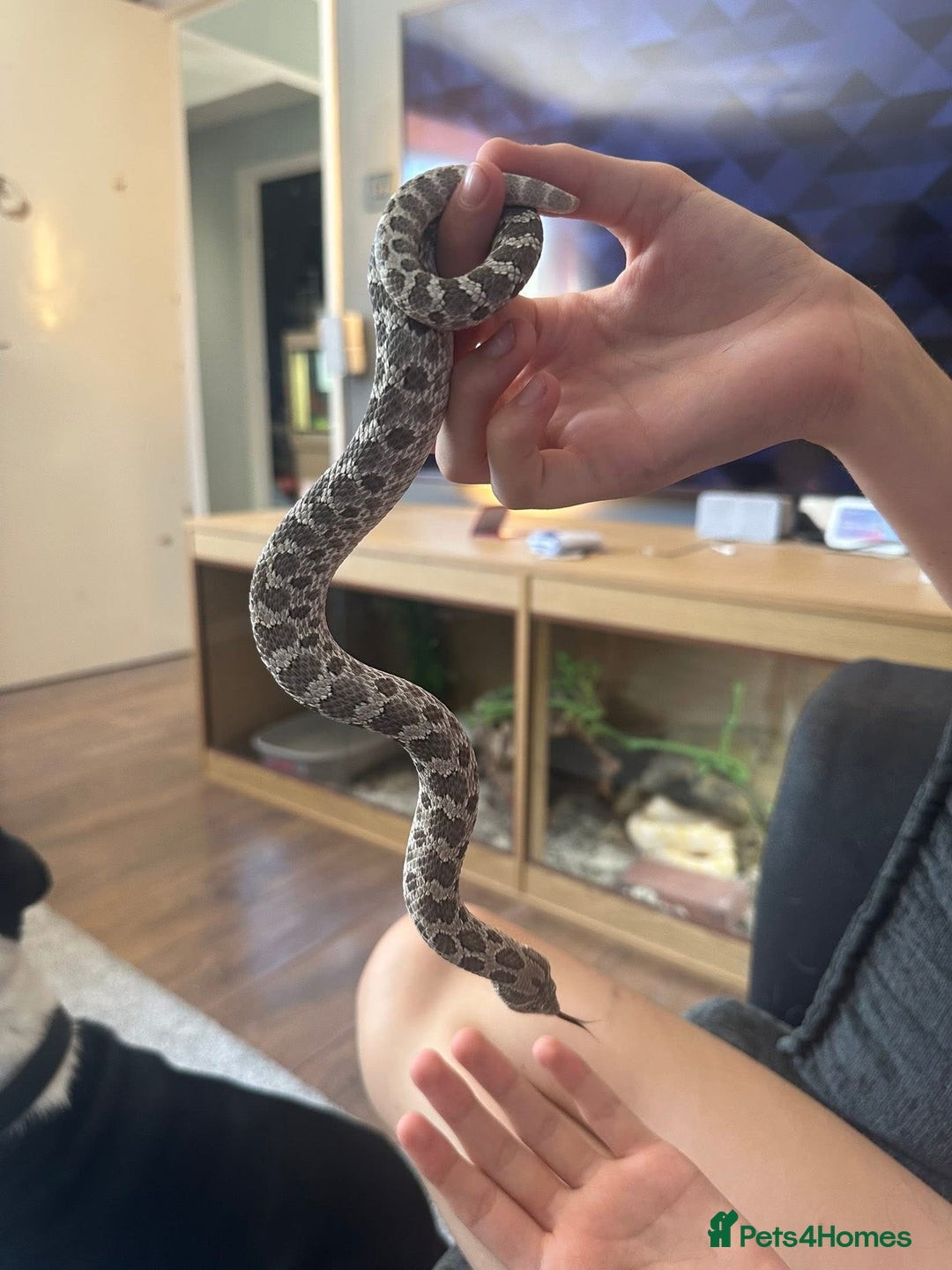 Snake reptiles for sale: Lavender Hognose Snake - Image 1