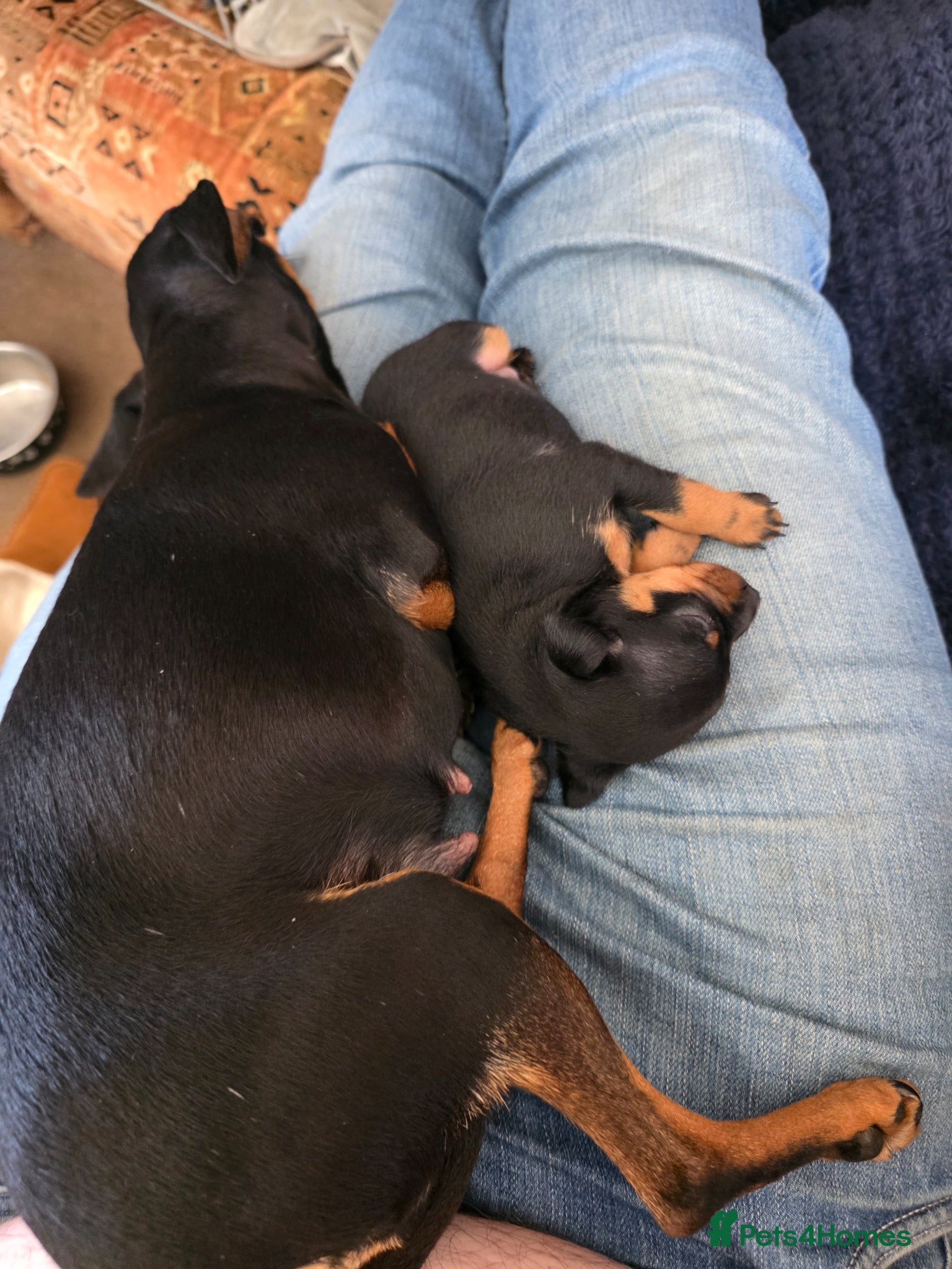 Miniature Pinscher dogs Beautiful miniature pincher pup - Advert 12