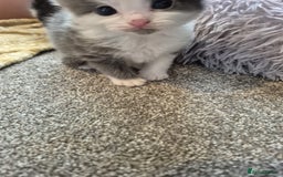 Ragdoll cats for sale: Ragdoll X Kittens  - Image 4