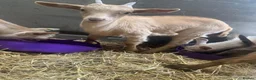 Goats livestock for sale: Goats - Nanny Kid and Whether - Advert 9