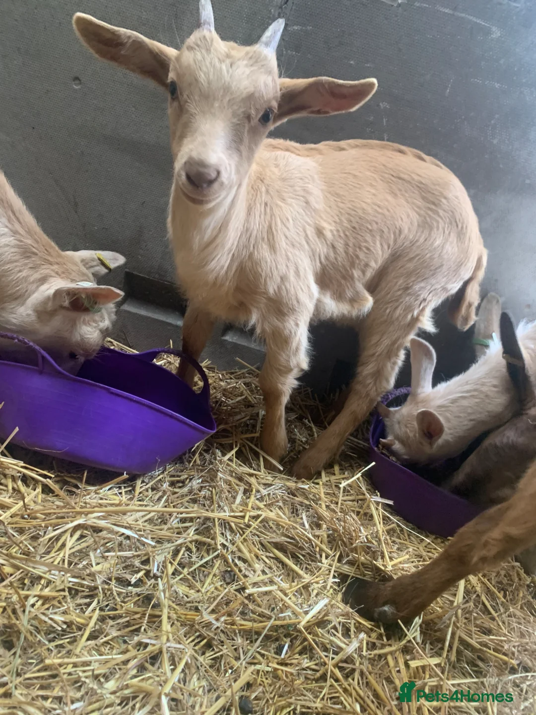 Goats livestock for sale: Goats - Nanny Kid and Whether - Advert 9