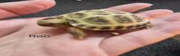 Tortoise reptiles for sale: Horsefield Baby Tortoises - Advert 9