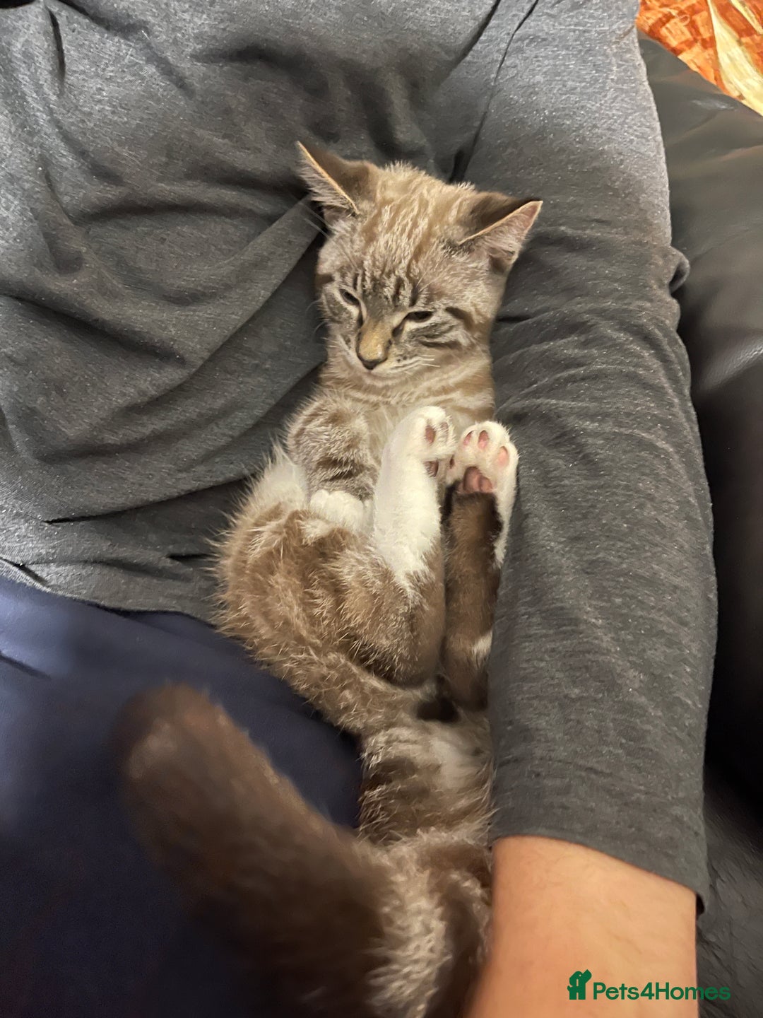 British Shorthair cats for sale: Beautiful british short hair mix kitten - Advert 2