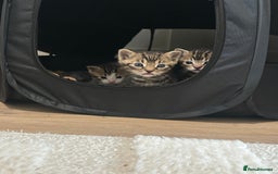 Bengal cats for sale: Half Bengal kittens   - Image 12