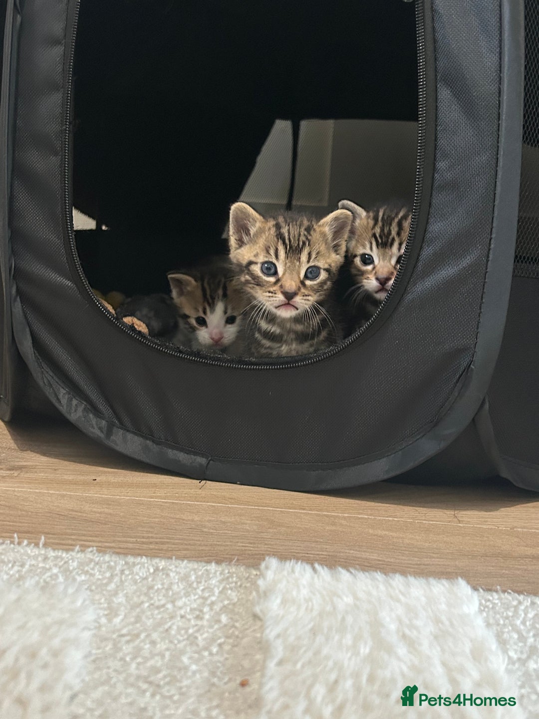 Bengal cats for sale: Half Bengal kittens   - Image 12