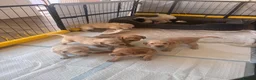 Golden Retriever dogs for sale: Mini Golden Retriever/Dakota Sport Retriever - Advert 6