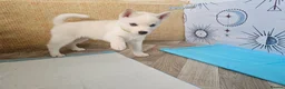 Huskita dogs for sale: Puppies for sale  - Advert 16