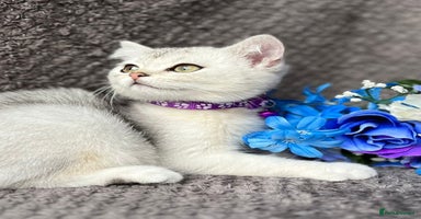British Shorthair cats - Advert 9
