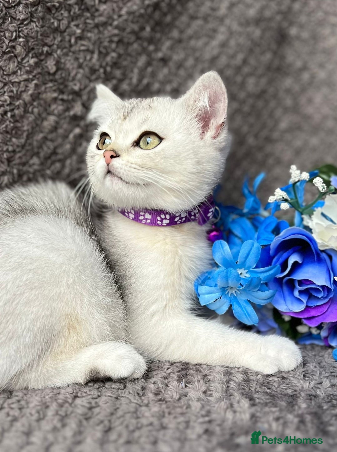 British Shorthair cats for sale: TICA registered British Shorthair kittens - Image 4