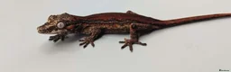 Gecko reptiles for sale: Proven breeder Red striped gargoyle gecko - Advert 12