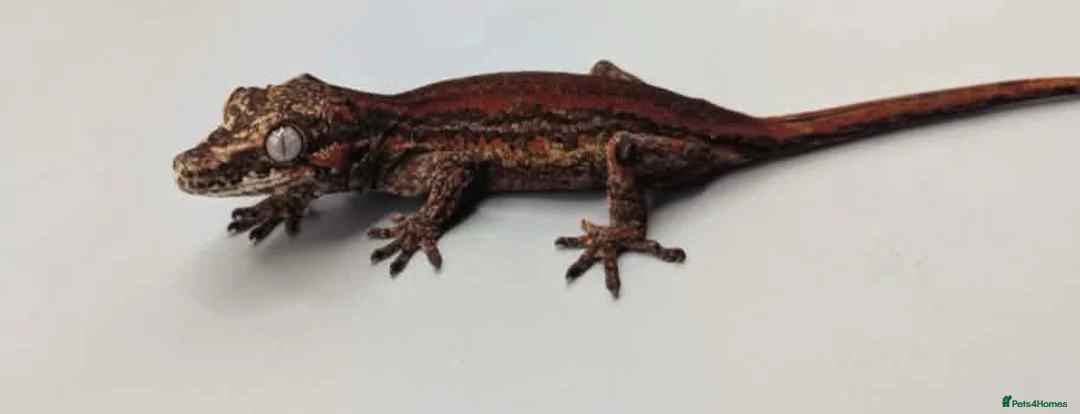 Gecko reptiles for sale: Proven breeder Red striped gargoyle gecko - Advert 12