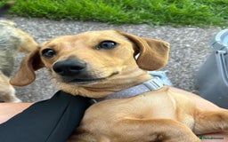 Dachshund dogs for sale: Beautiful miniature dachshund puppies - Image 3