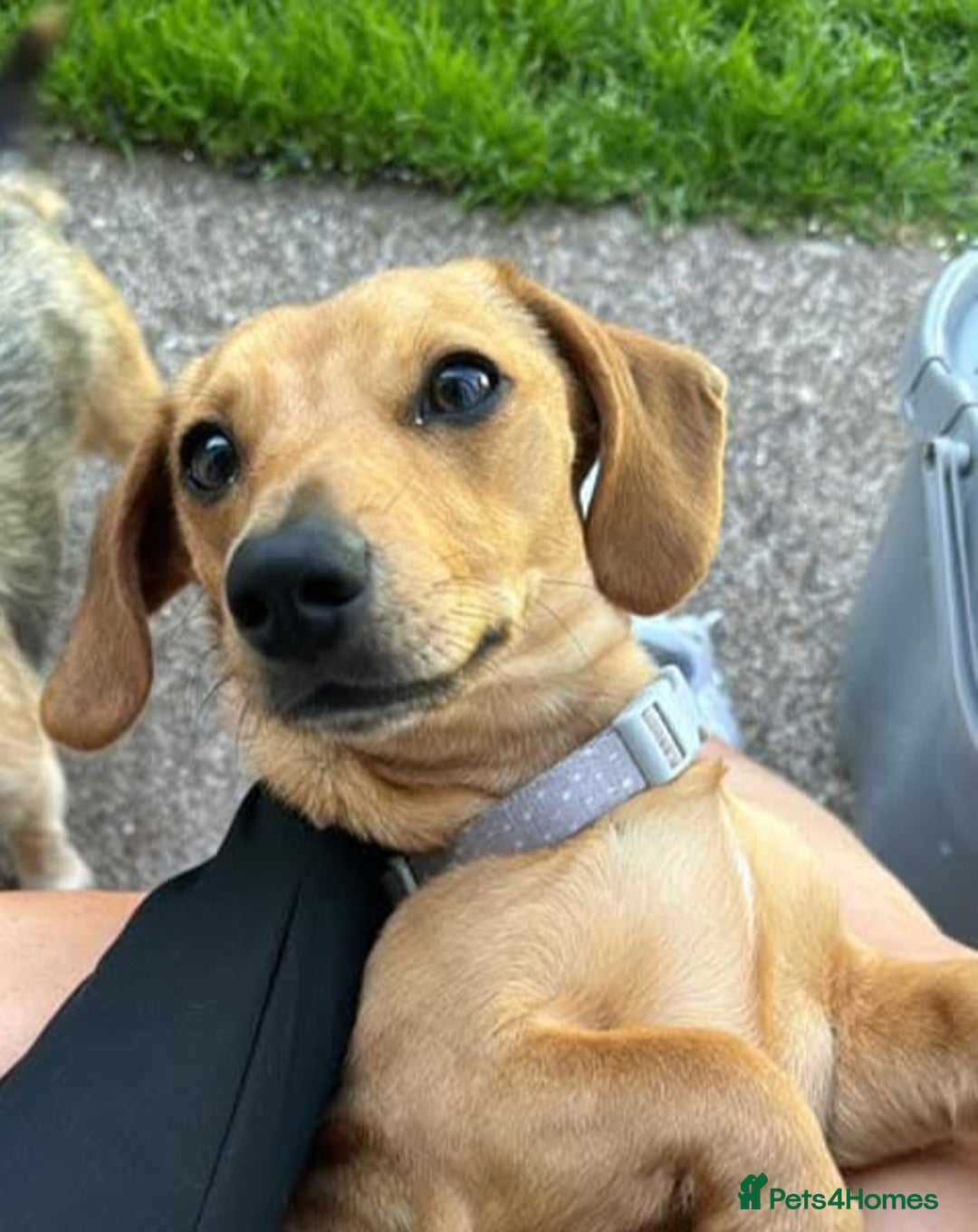 Dachshund dogs for sale: Beautiful miniature dachshund puppies - Image 3