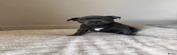 Staffordshire Bull Terrier dogs for sale: Staffordshire bull terrier in Wymondham - Advert 5