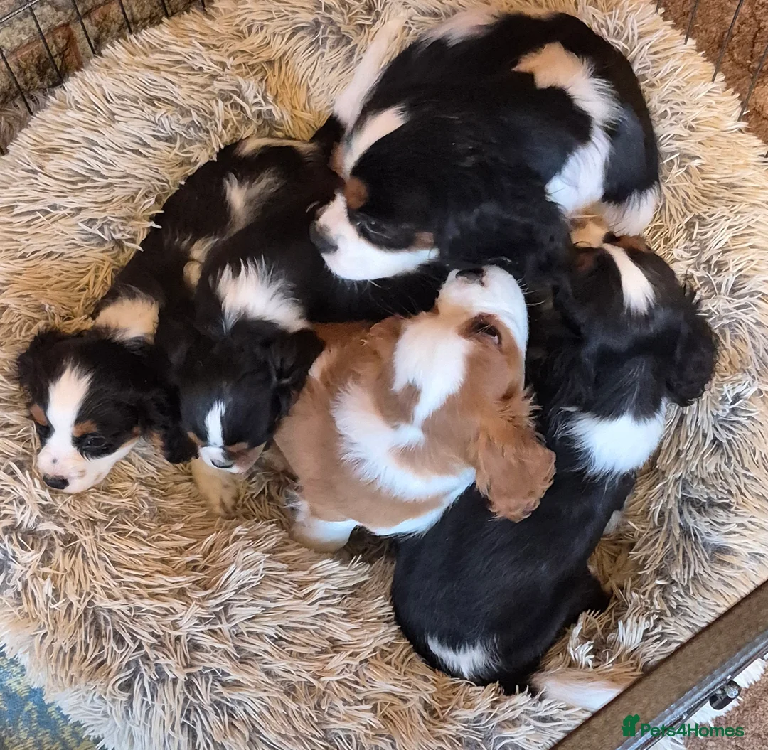 Cavalier King Charles Spaniel dogs for sale: Beautiful Cavalier King Charles Spaniel puppies  - Advert 2