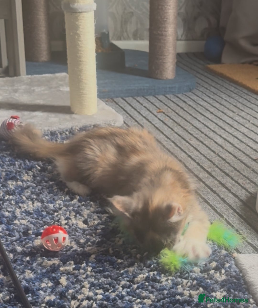 Maine Coon cats for sale: Beautiful pedigree mainecoon kitten  - Image 3