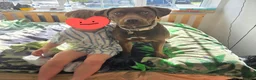 Labrador Retriever dogs for sale: Labrador for sale  - Advert 7