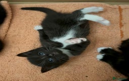 Turkish Angora cats for sale: Turkish Angora Type  - Image 4