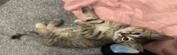 Ragdoll cats for sale: Beautiful Ragdoll Mix Kittens –  Litter Ready Soon in Nottingham - Advert 13
