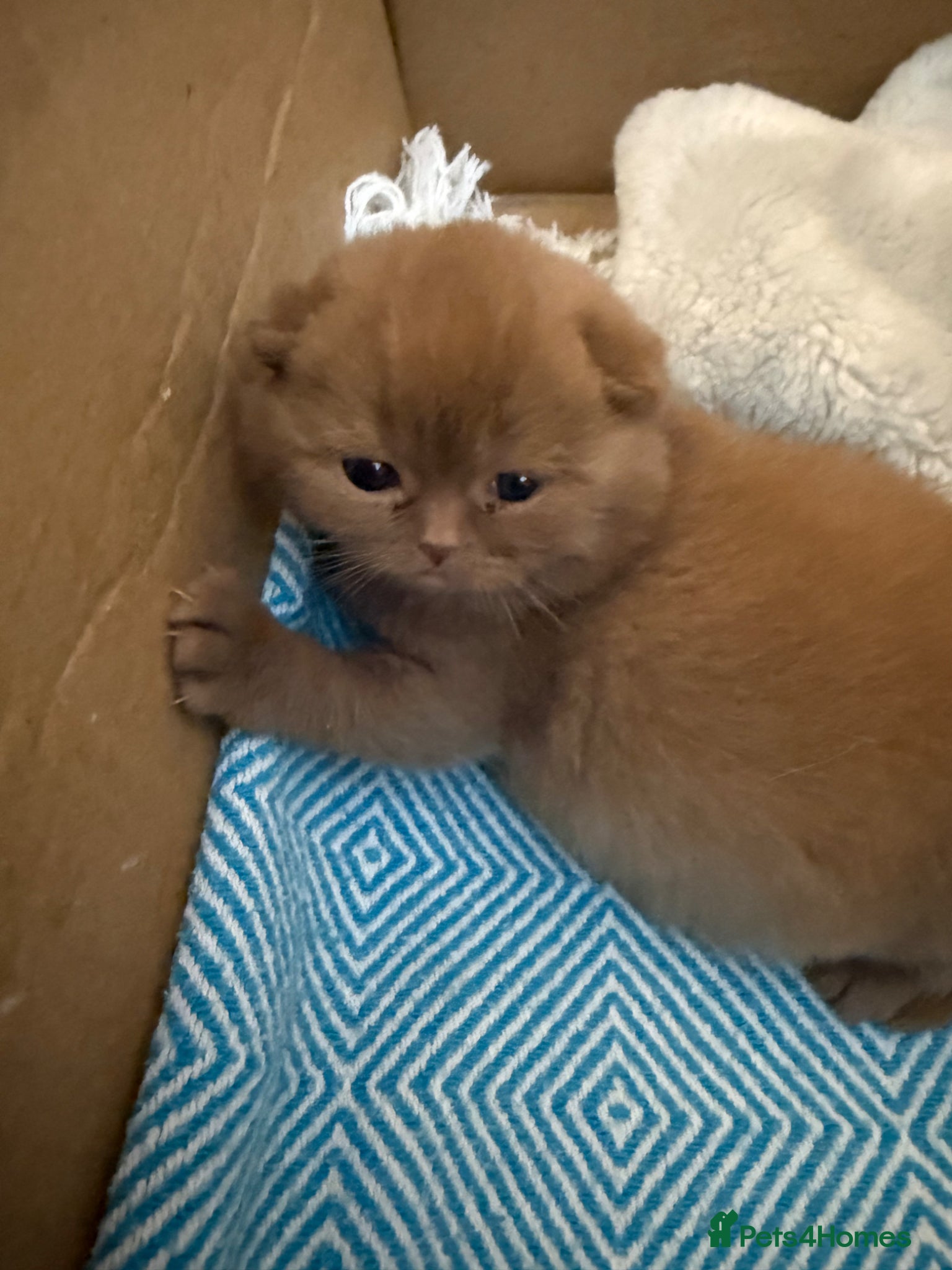 British Shorthair cats Active register unique colours BSH kittens - Advert 4