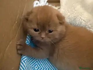 British Shorthair cats Active register unique colours BSH kittens - Advert 4