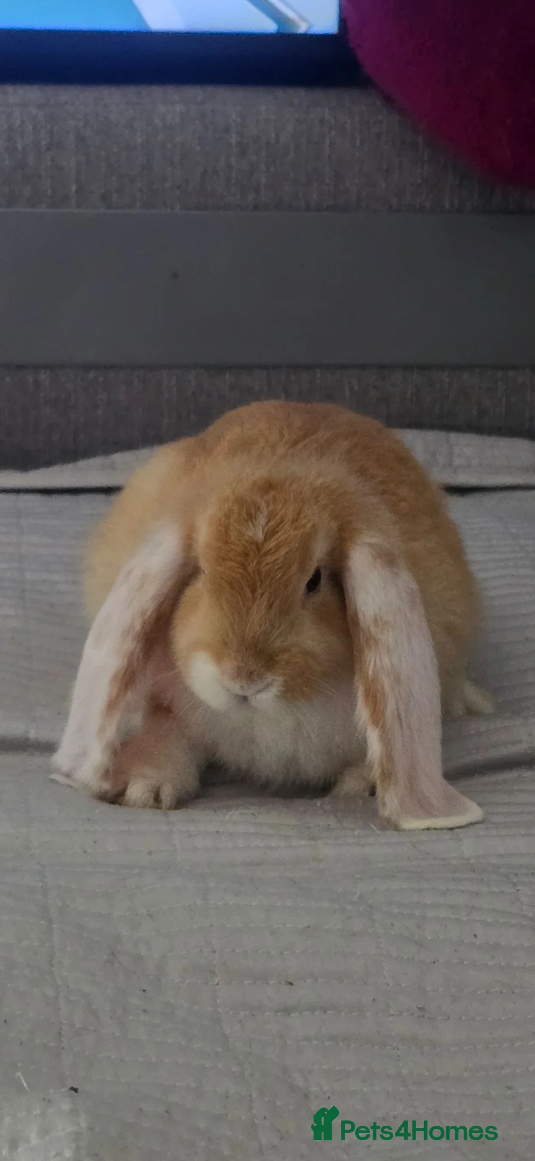 French Lop rabbits for sale: A Total of 8 Large French Lops - Advert 2