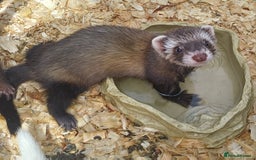 Ferret rodents for sale: Ferret kits for sale - Image 7