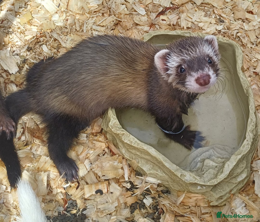 Ferret rodents for sale: Ferret kits for sale - Image 7