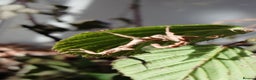Praying Mantis invertebrates for sale: Mixed inverts mantis and more - Advert 4