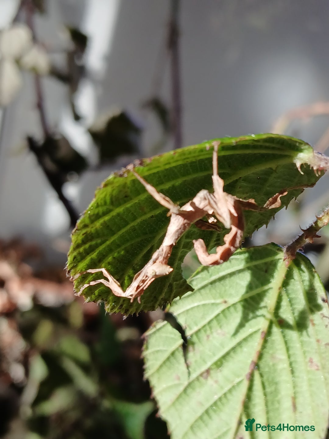 Praying Mantis invertebrates for sale: Mixed inverts mantis and more - Advert 4