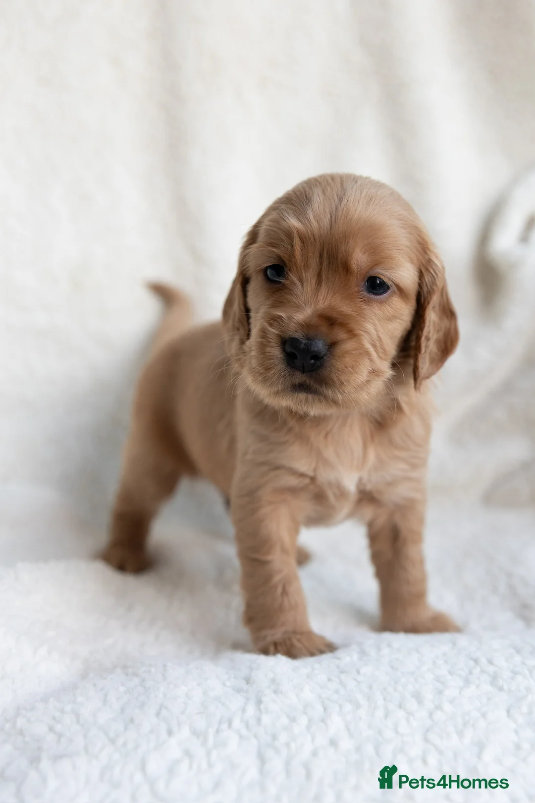 Mixed Breed dogs for sale: Mini Golden retriever ( Dakota sport retriever) - Advert 14